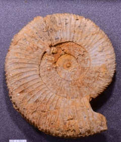 MPEP990-03