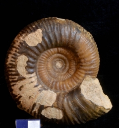 MPEP990-05