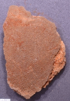 MPEP993-03