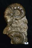 MPEP1004-01