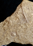 MPEP1013-02