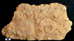 MPEP1013-03
