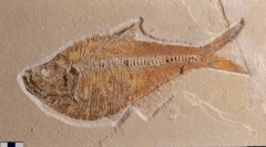 MPEP589-01