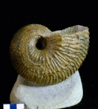 MPEP591-01