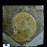 MPEP591-08