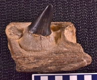 MPEP593-05