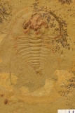 MPEP595-02