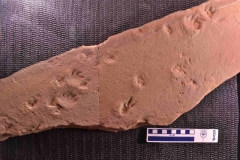 MPEP598-01