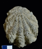 MPEP667-05