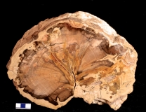 MPEP921-02