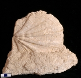 MPEP922-01