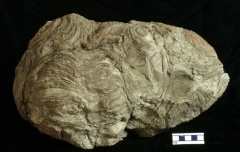 MPEP925-01