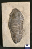MPEP927-01