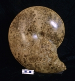 MPEP965-02