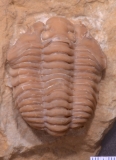 MPEP970-02