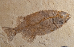 MPEP973-03