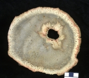 MPEP975-17