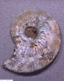 MPEP976-04a