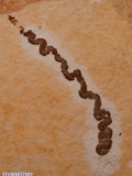 MPEP979-02
