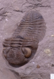 MPEP982-05