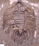 MPEP985-03