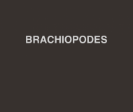 Brachiopodes