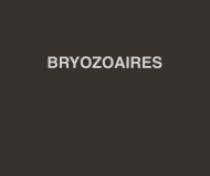 Bryozoaires