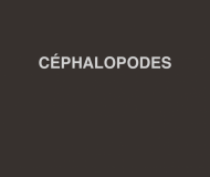 Céphalopodes