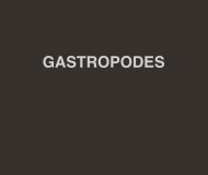 Gastropodes