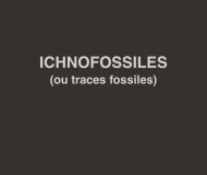 Ichnofossiles