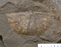 MPEP147-100