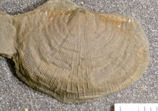 MPEP147-101