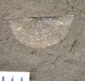 MPEP147-38