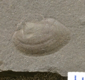 MPEP147-44