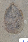 MPEP147-64