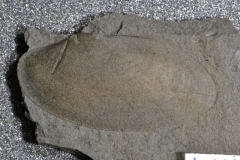 MPEP147-73