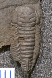 MPEP290-08
