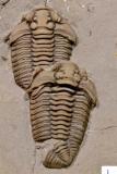 MPEP679-11