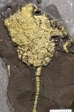 MPEP906-01