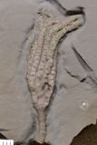 MPEP907-01a
