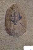 MPEP908-03