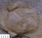 MPEP908-17