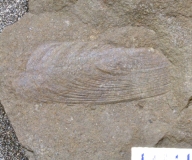 MPEP908-21