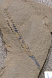 MPEP908-22