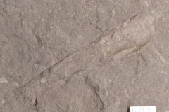 MPEP909-01