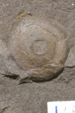 MPEP909-03