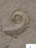 MPEP909-05